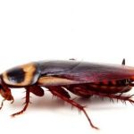 Fear of Cockroaches